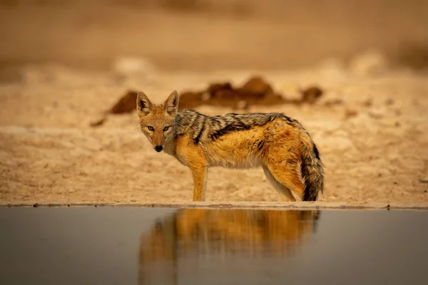 Black Backed Jakhals Staat Draaien Hoofd Voor Watergat — Stockfoto