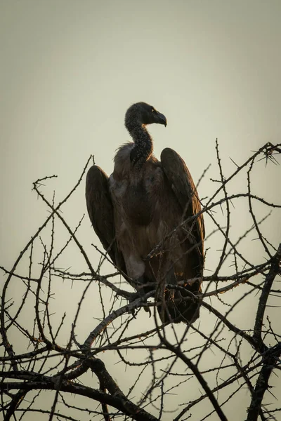 Kap Vulture Silhuett Trassliga Trädgrenar — Stockfoto