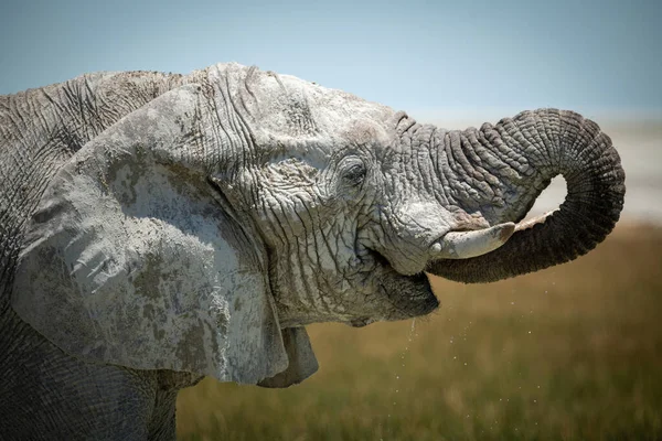 Primer Plano Del Elefante Africano Derramando Agua — Foto de Stock