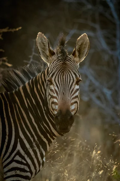 Detailní Záběr Hartmannovy Horské Zebra Kamery — Stock fotografie