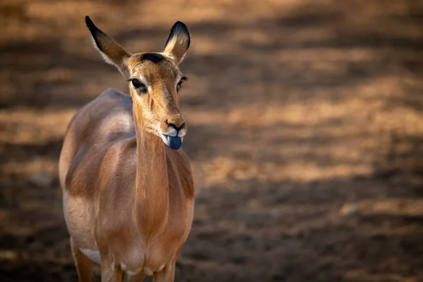 Primer Plano Del Impala Común Femenino Que Extiende Lengua —  Fotos de Stock