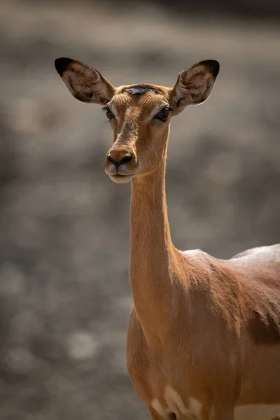 Gros Plan Sur Impala Femelle Commune Soleil — Photo