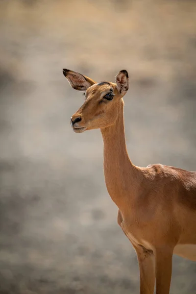 Nahaufnahme Weiblicher Impala Bei Sonnenschein — Stockfoto
