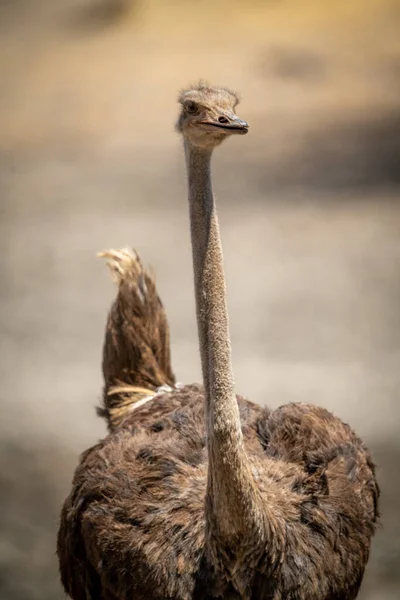 Nahaufnahme Einer Weiblichen Straußenaugenkamera — Stockfoto