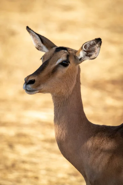 Close Van Vrouwelijke Gemeenschappelijke Impala Kijken Camera — Stockfoto