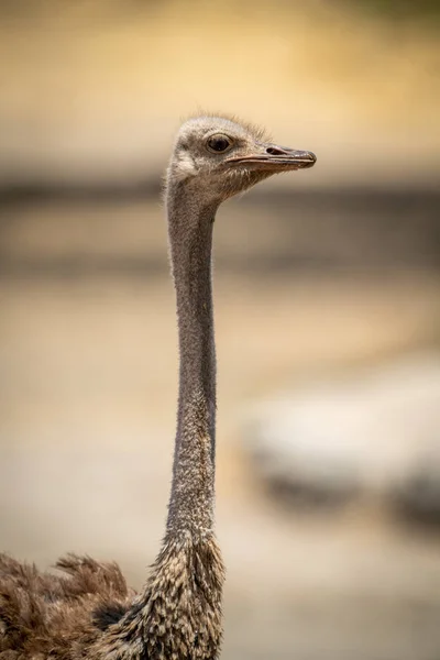 Nahaufnahme Eines Straußenweibchens Profil — Stockfoto