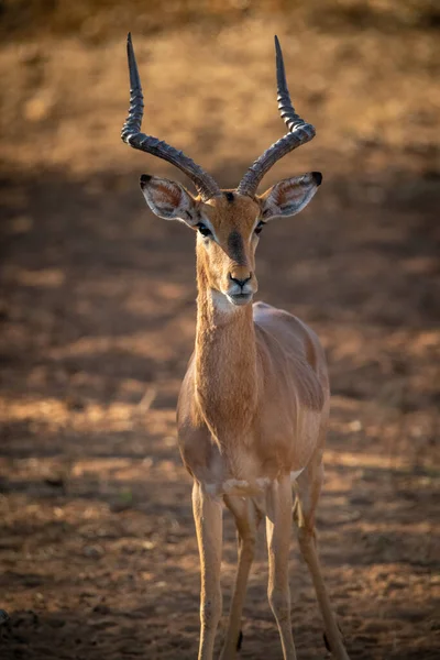 Gros Plan Caméra Mâle Commune Impala Face — Photo