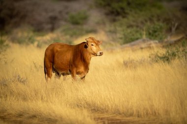 İnek uzun otların arasında dikilip kameraya bakar.