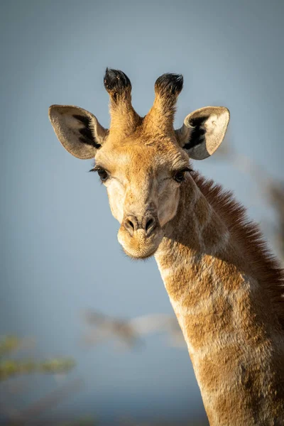 Gros Plan Girafe Sud Face Ciel — Photo