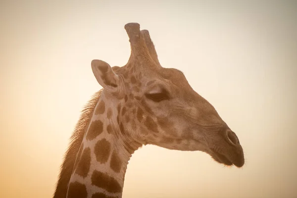 Gros Plan Tête Girafe Sud Contre Soleil — Photo