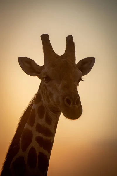 Close Cabeça Girafa Sul Entardecer — Fotografia de Stock