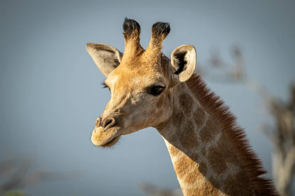 Gros Plan Tête Girafe Sud Soleil — Photo