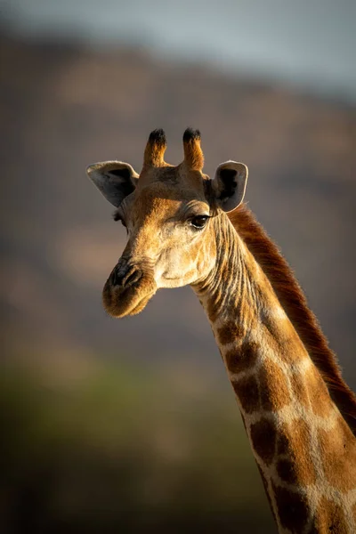 Primo Piano Della Testa Della Giraffa Meridionale Con Riflettore — Foto Stock