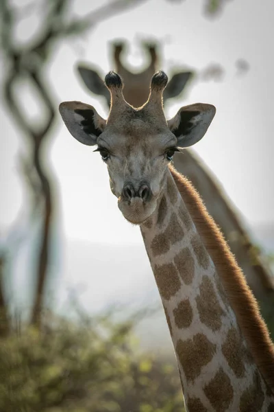 Primo Piano Delle Giraffe Meridionali Che Rispecchiano — Foto Stock