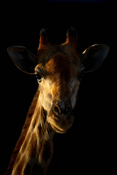 Крупный план южного жирафа на черном фоне