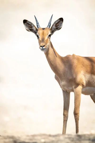 Close Young Male Common Impala Standing — Stock Photo, Image