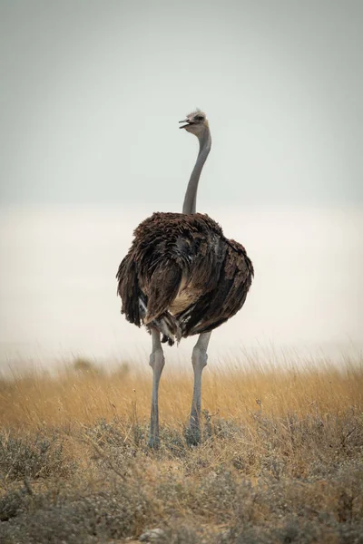 Common Ostrich Stands Turning Head Camera — Stock Photo, Image