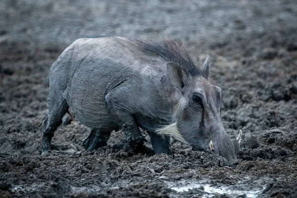 Běžný Warthog Kříží Bahnitou Vodní Díru Očních Kamer — Stock fotografie