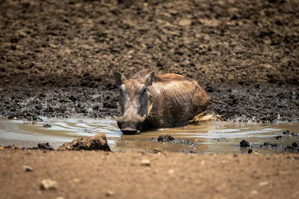Běžný Warthog Leží Vodní Díry Bahně — Stock fotografie