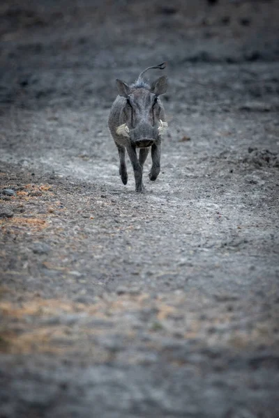 Warthog Comum Corre Direção Câmera Sobre Cascalho — Fotografia de Stock