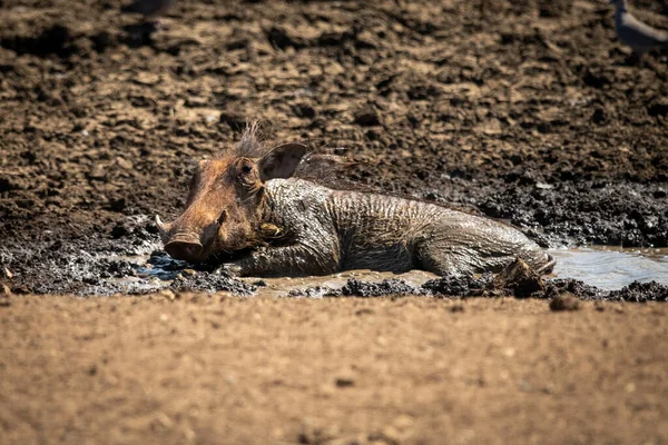 Warzenschwein Liegt Schlamm Wasserloch — Stockfoto