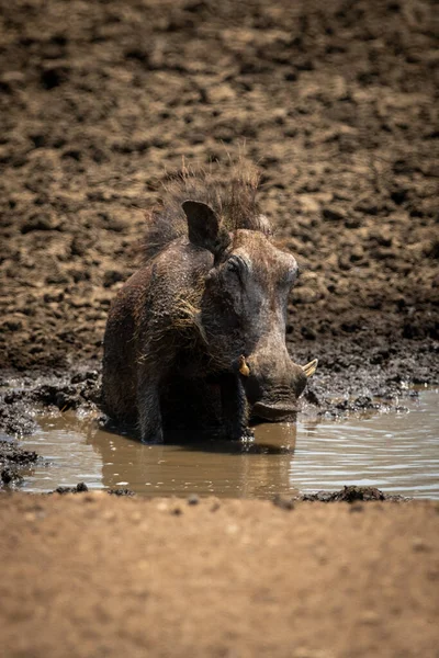 Warthog Comum Senta Lama Waterhole — Fotografia de Stock