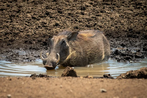 Běžný Warthog Leží Pije Bahnité Vodní Díry — Stock fotografie