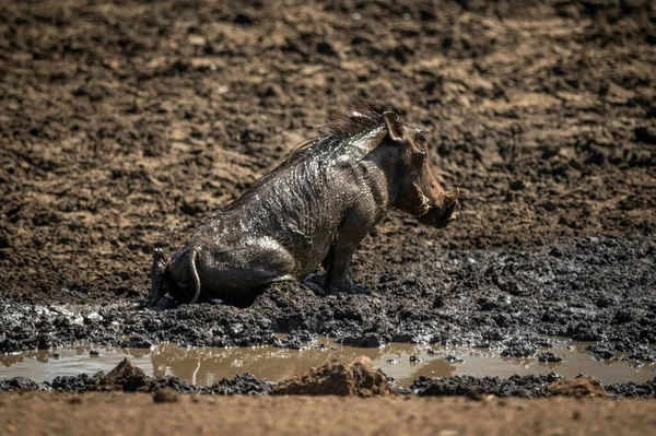 Warthog Comum Senta Perfil Lama — Fotografia de Stock