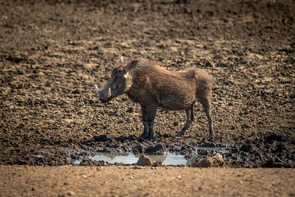 Warthog Comum Fica Lado Buraco Água Rochoso Lamacento — Fotografia de Stock