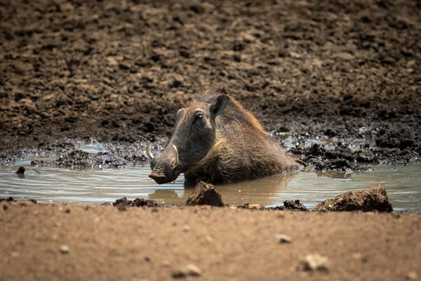 一般的なWarthog座ってWallowingで泥だらけの水飲み場 — ストック写真