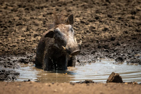 Warthog Comum Senta Cabeça Agitando Lama — Fotografia de Stock