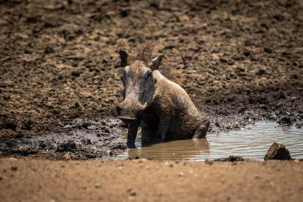 Běžný Warthog Sedí Bahně Vodní Díry — Stock fotografie