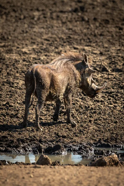 Phacochère Commun Tient Près Trou Eau Rocheux Boueux — Photo