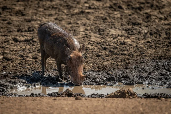 Ortak yaban domuzu çamurlu su birikintisinden su içiyor.
