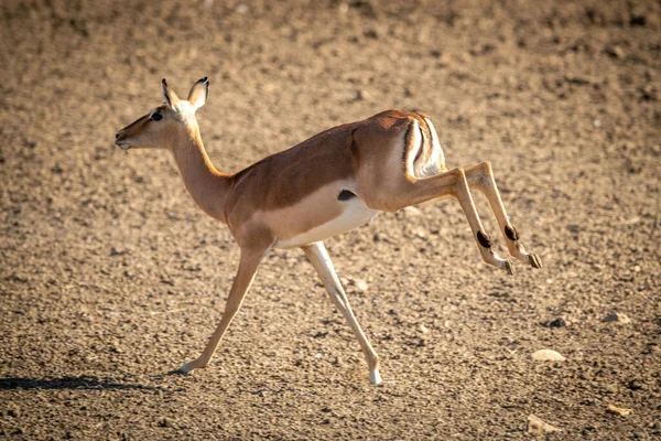 Çakıl Tepsisinin Üzerinde Dişi Impala Homurdanıyor — Stok fotoğraf