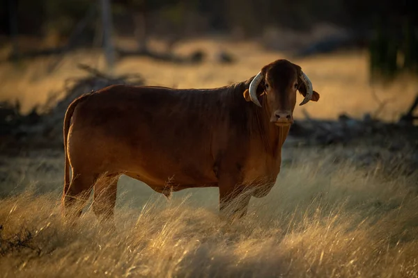 Cow Standing Long Grass Eyeing Camera — Stock Photo, Image