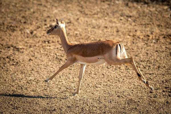 Femmina Galoppi Impala Comune Padella Rocciosa — Foto Stock