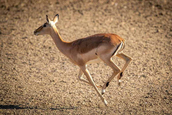 Impala Femelle Commune Coule Sur Une Poêle Gravier — Photo