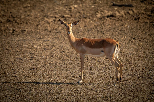 Female Common Impala Standing Gravel Pan — Stock Photo, Image