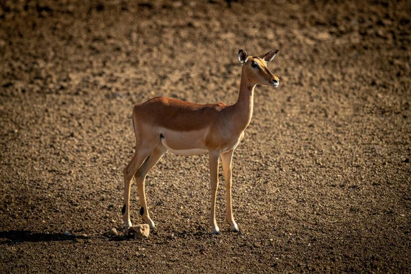 Impala Femelle Commune Tient Sur Terre Nue — Photo