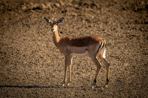 Female Common Impala Stands Gravel Pan — Stock Photo, Image
