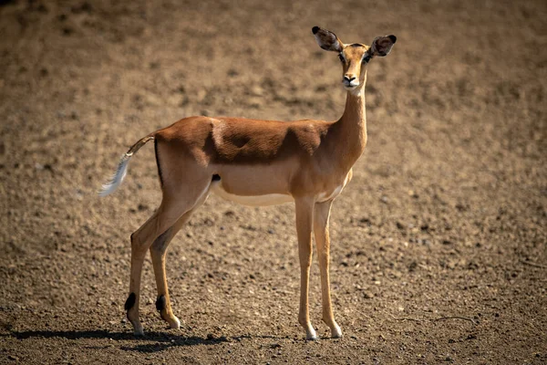 Female Common Impala Stands Bare Ground — Stock Photo, Image