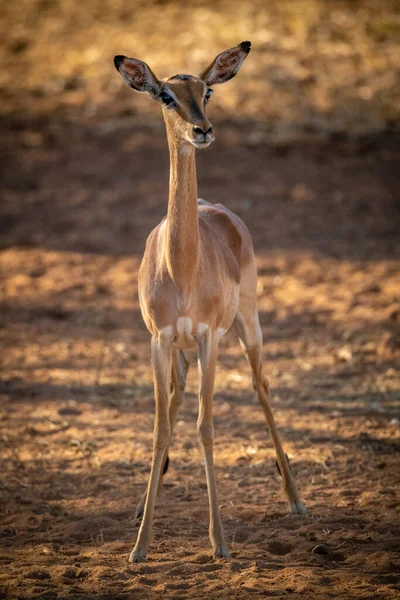 Female Common Impala Stands Staring Camera — Stock Photo, Image