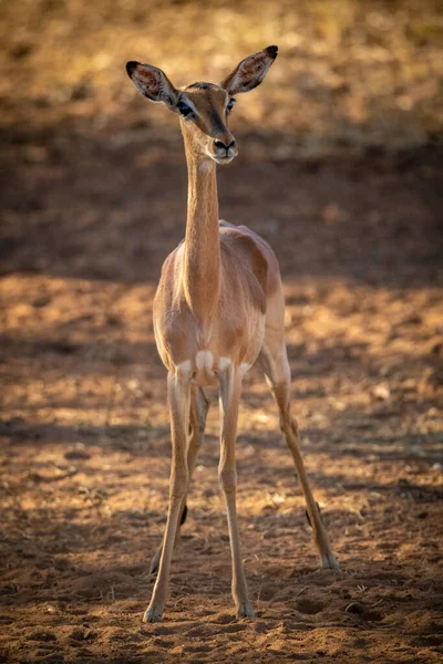 Feminino Comum Impala Fica Olhando Para Câmera — Fotografia de Stock