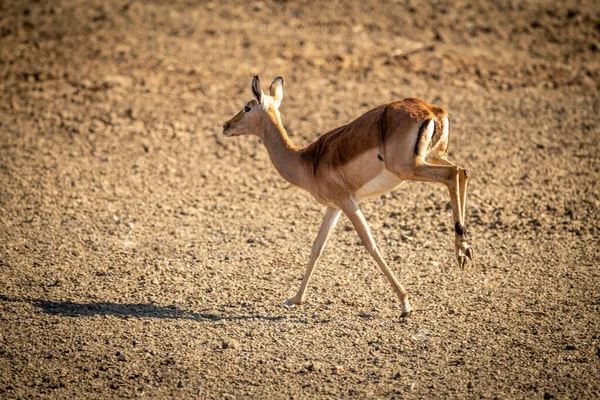 Fêmea Comum Impala Joga Até Patas Traseiras — Fotografia de Stock