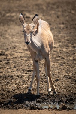 Dişi büyük kudu çamurlu su birikintisinde duruyor.