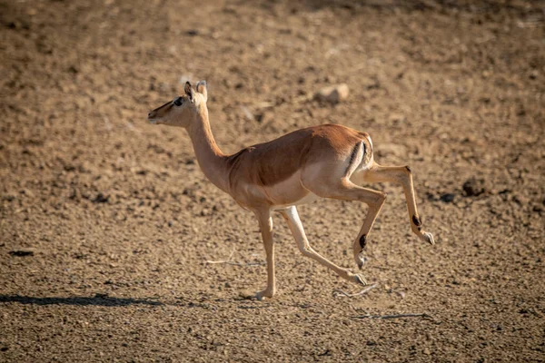 Feminino Comum Impala Trots Sobre Cascalho Pan — Fotografia de Stock