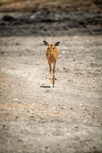 Kvinnlig Vanlig Impala Över Stenig Mark — Stockfoto