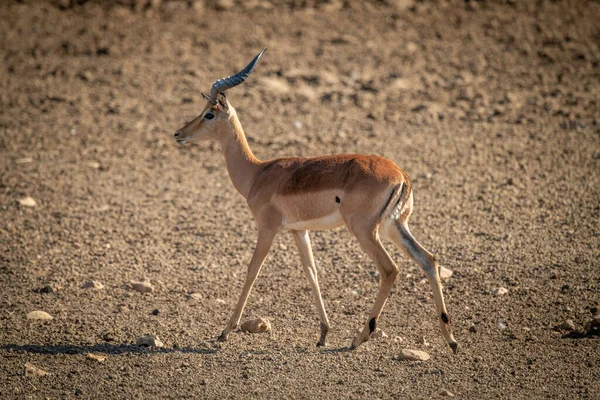 Weibliche Impala Wandert Über Felsige Pfanne — Stockfoto
