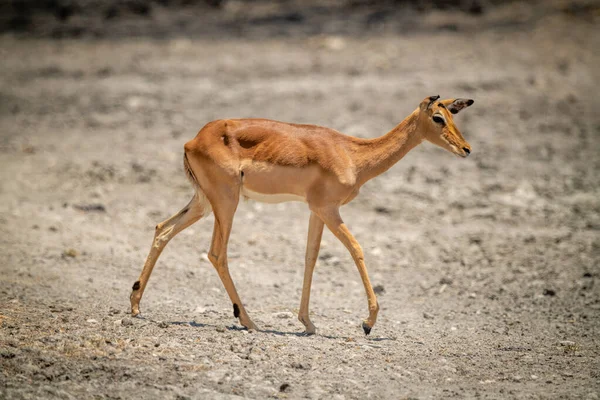 Weibliche Impala Wandert Über Felsiges Gestrüpp — Stockfoto